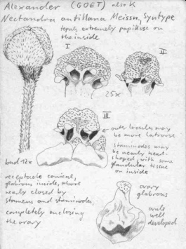 Vorschaubild Nectandra antillana Meisn.